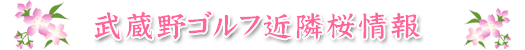 武蔵野ゴルフ近隣桜情報